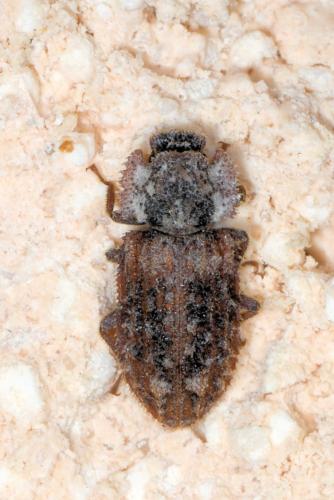 Endophloeus markovichianus